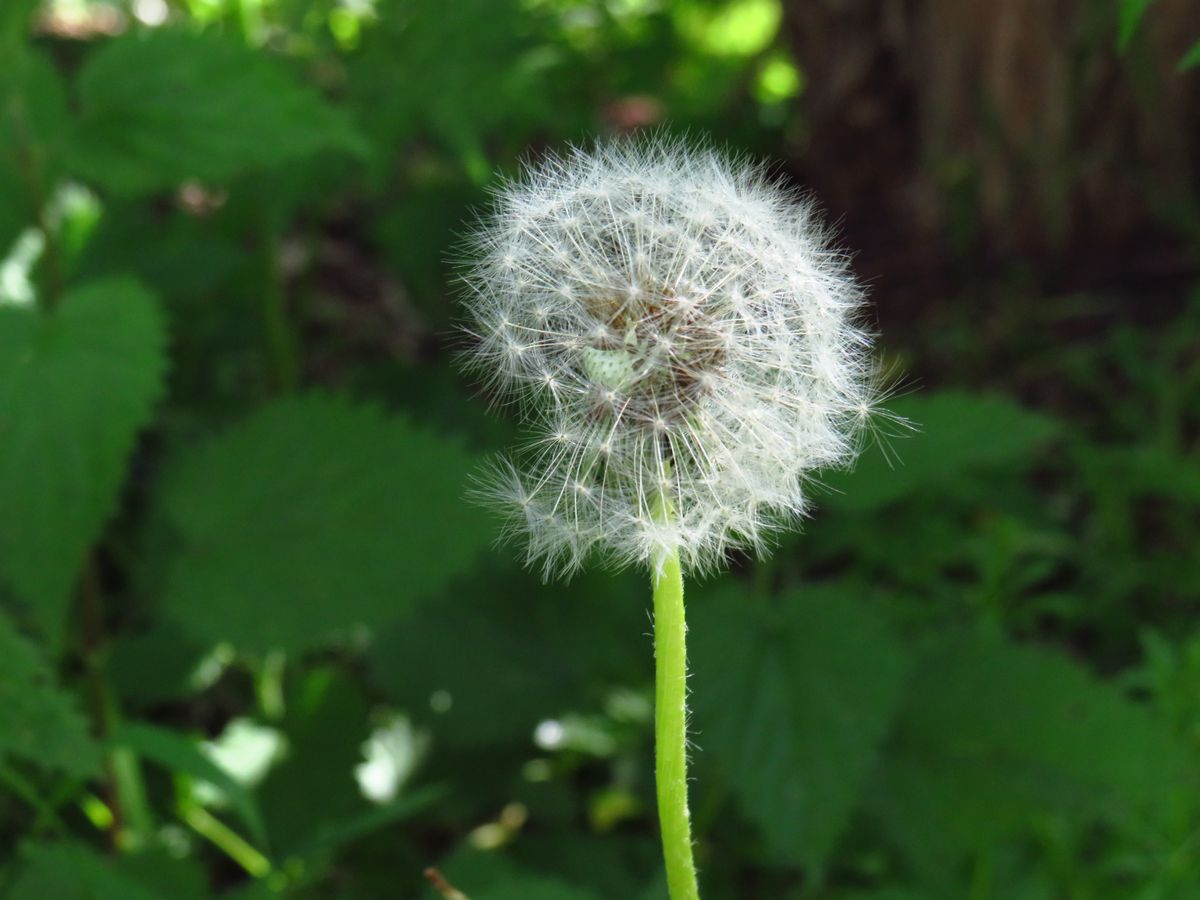 Pusteblume